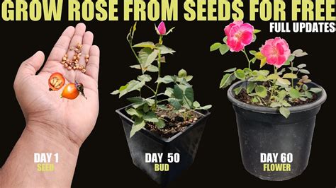 How To Grow Rose From Seed | SEED TO FLOWER - YouTube