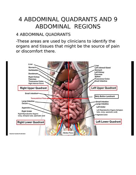 4 Abdominal Quadrants AND 9 Abdominal Regions - 4 ABDOMINAL QUADRANTS ...