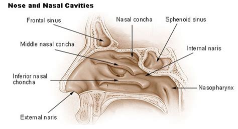 File:Illu nose nasal cavities.jpg - Wikimedia Commons