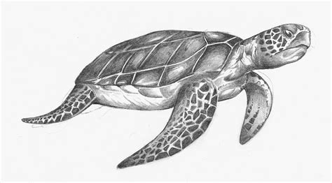 Exercise 24: A children's book cover. | Sea turtle drawing, Turtle ...