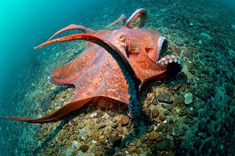 Giant Pacific Octopus Facts: Habitat, Diet, Conservation, & More