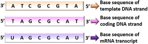 Difference Between Template and Coding Strand (with Comparison Chart ...