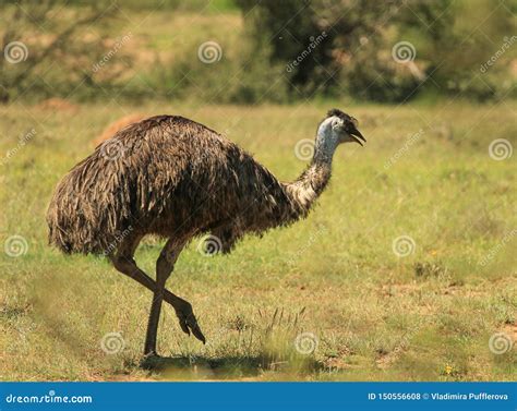 Emu Bird Running in a Pasture Stock Photo - Image of feather, cute ...