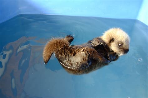 Vancouver's rescued sea otter pup finally has a name (PHOTOS) | News