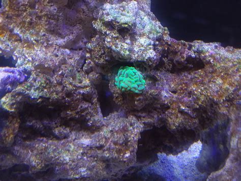 Hammer Coral!! | Reef2Reef