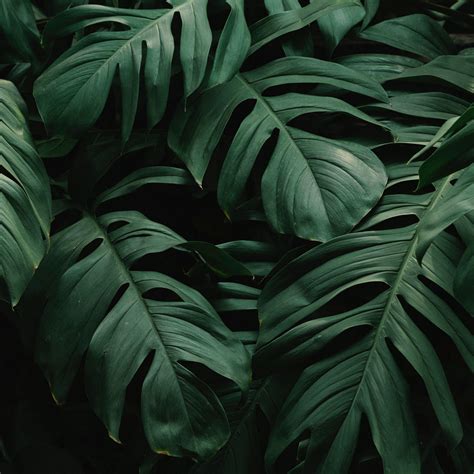 Dark Green Leaves Wallpapers - Top Những Hình Ảnh Đẹp