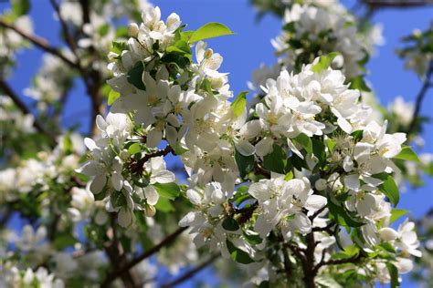 Free picture: spring, apple tree, blossoms, white petals, branch