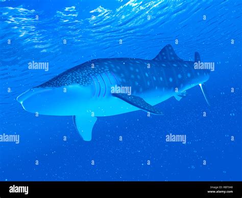 Illustration of a whale shark Stock Photo - Alamy