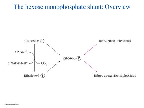 9-Hexose-monophosphate-shunt