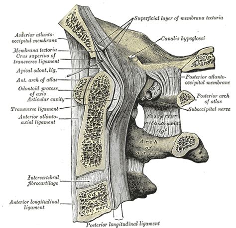 Tectorial membrane of atlanto-axial joint - Wikipedia