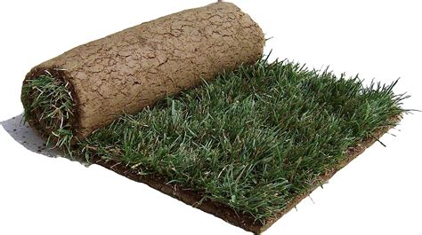 Amazon.com : DuraBlend Tall Fescue Sod : Grass Plants : Patio, Lawn ...