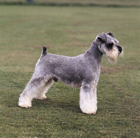 Schnauzer | Miniature, Standard, Giant, Care and Upkeep, & Temperament ...