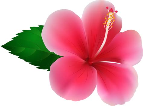 Hibiscus clipart plumeria, Hibiscus plumeria Transparent FREE for ...