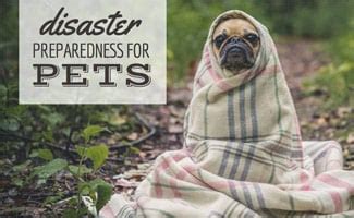 Your Essential Guide To Disaster Preparedness For Pets | Canine Journal