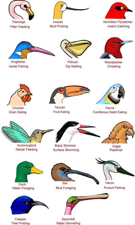 Types of Bird Beaks & Bills - Facts, Information & Pictures