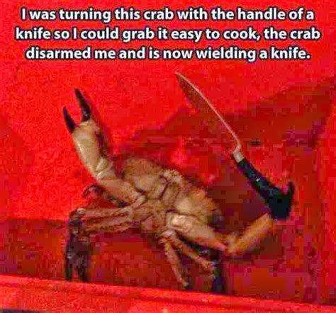 I was turning this crab with the handle of a knife so i could grab it ...