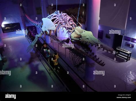 Basilosaurus skeleton hi-res stock photography and images - Alamy