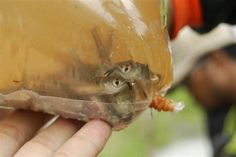 Asian Green Arowana Pictures | Exotic Tropical Ornamental Fish Photos ...