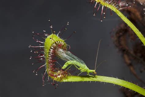 Carnivorous Plants