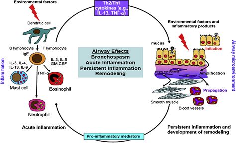 Pathophysiology, Diagnosis, and Clinical Assessment of Asthma in the ...