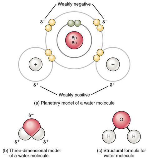 The Structure and Properties of Water | Introduction to Chemistry