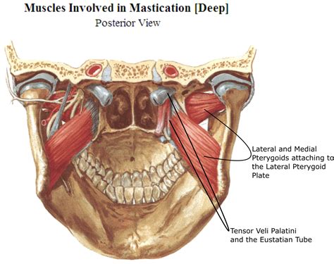 Ideal Balance Acupuncture: Muscles of Mastication