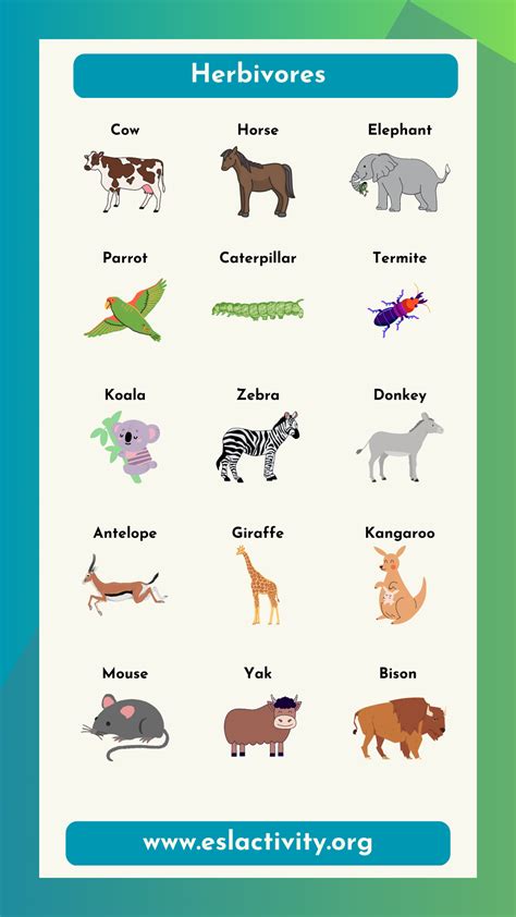 Herbivorous Animals Chart