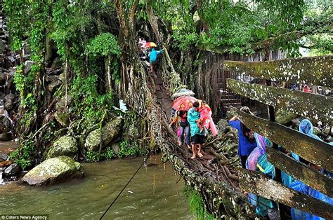 The living root bridges of Cherrapunji, India.