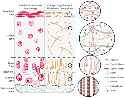 Hyaline cartilage structure and biochemical composition. Schematic ...