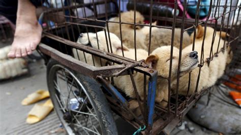 What Is Yulin Festival In China