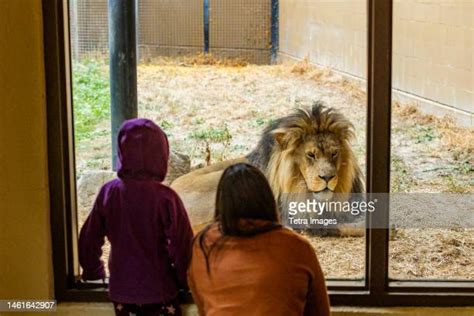 12,219 Lion Zoo Stock Photos, High-Res Pictures, and Images - Getty Images