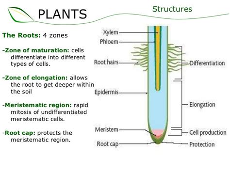 01 plants part 2 (slideshare)