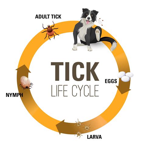 The Life (and Death) of Fleas and Ticks on Dogs