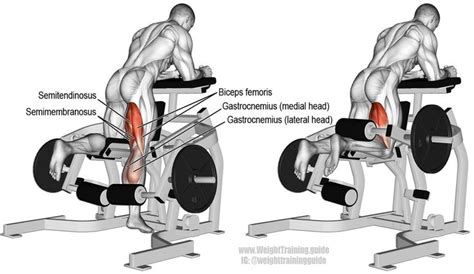 Kneeling leg curl. An isolation pull exercise. Main muscles worked ...