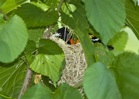 Paul Franklin's Photo Blog: Baltimore oriole/Orchard oriole nest