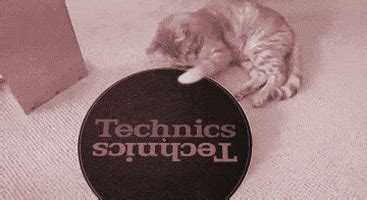 Dj Kitty GIFs - Find & Share on GIPHY