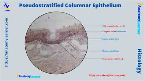 Pseudostratified Columnar Epithelium under a Microscope with a Labeled ...