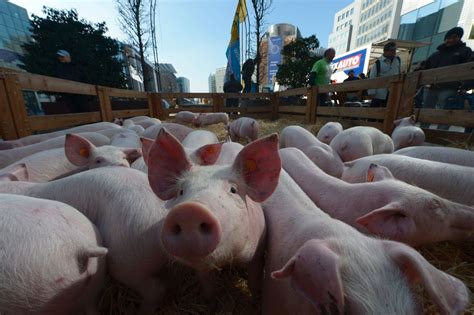 Why This Power Company Is Making Energy From Pig Poo | Fortune