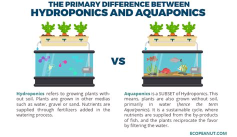 Aquaponics vs Hydroponics (and how to choose) - Eco Peanut