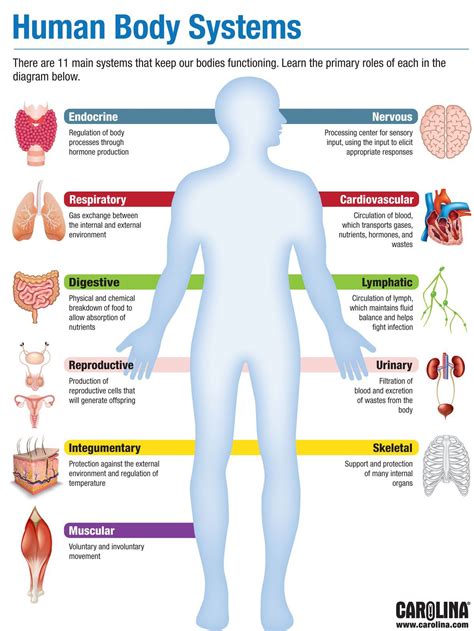 Blank Diagrams Of The Human Body Systems Premium Vector