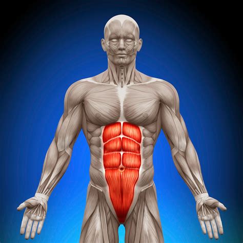 Body facts: the abdominal muscles and their function ~ fitness for muscle