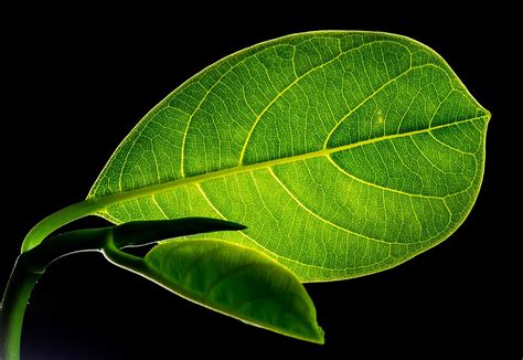 Leaves Jackfruit Plant - Free photo on Pixabay - Pixabay