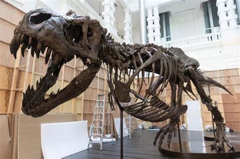 Biggest dinosaur to ever walk the Earth is coming to UK - and barely ...