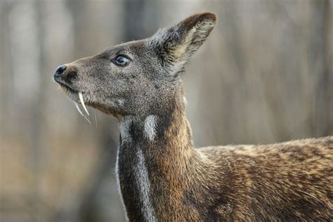 'Vampire' Deer?! 5 South Korean Animals You May See at the 2018 Winter ...