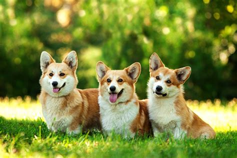 Dorgi vs Corgi - Breed Comparison | MyDogBreeds