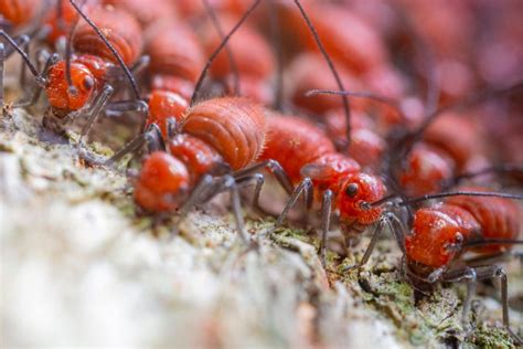 Drywood vs Subterranean Termites: What's the Difference?