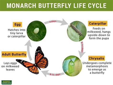 Butterfly Life Cycle Diagram