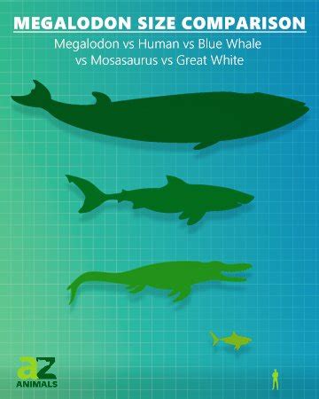 Great White Megalodon Size Comparison