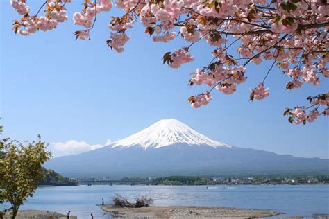 5 Best Cherry Blossom Spots Around Mount Fuji