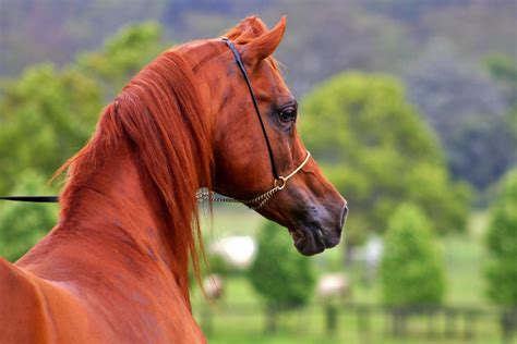 All About the Arabian Horse: Breed Profile, History, Characteristics ...